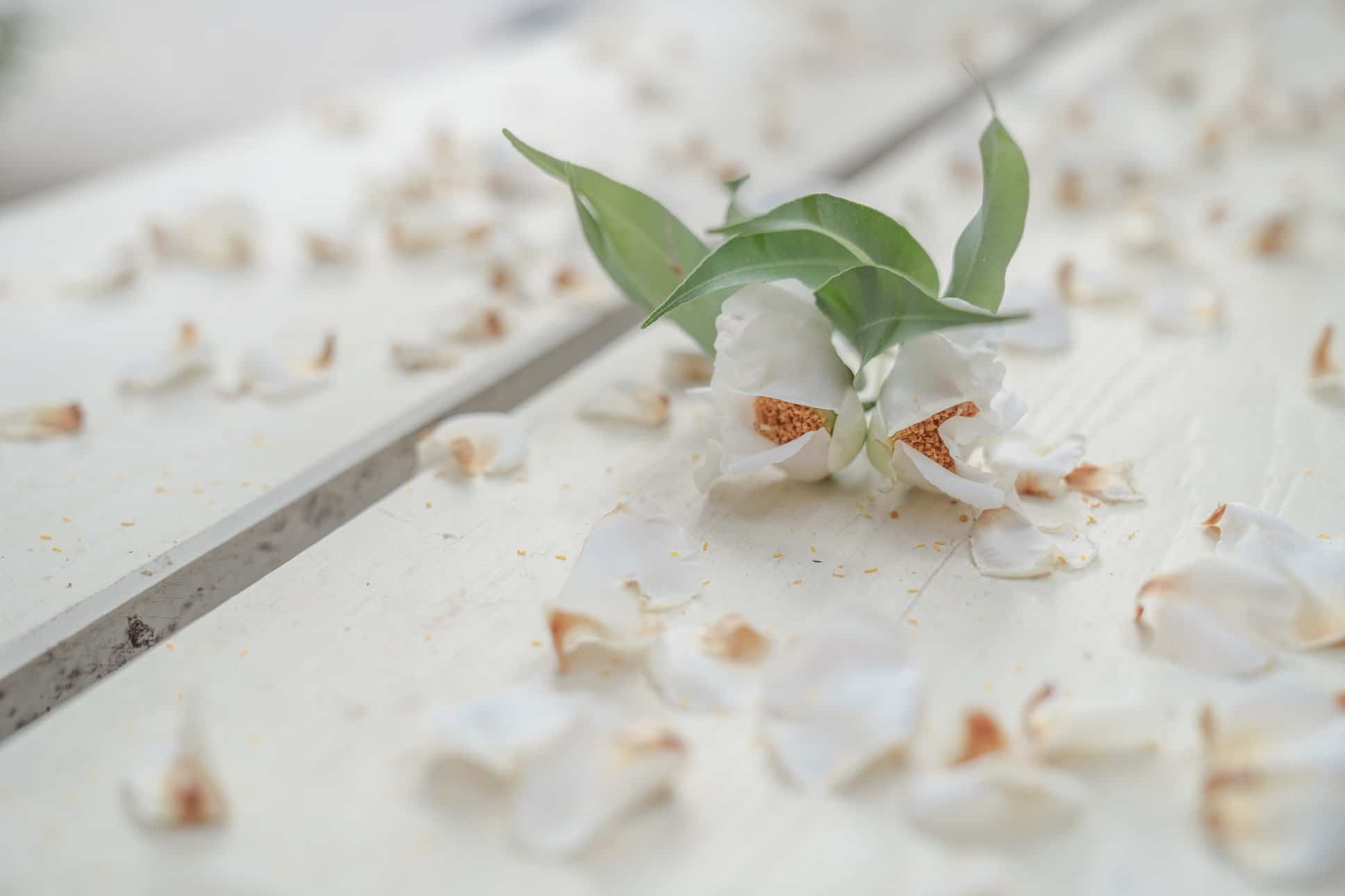 ต้นไม้ของศูนย์ปฏิบัติธรรมแก้วเมืองเลย